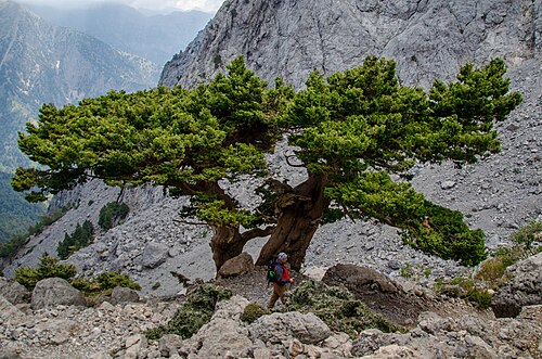 Cupressus sempervirens